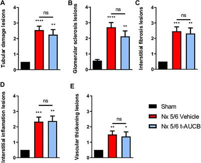 Soluble Epoxide Hydrolase Inhibition Prevents Experimental Type 4 Cardiorenal Syndrome